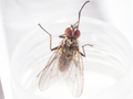 Hylemya vagans